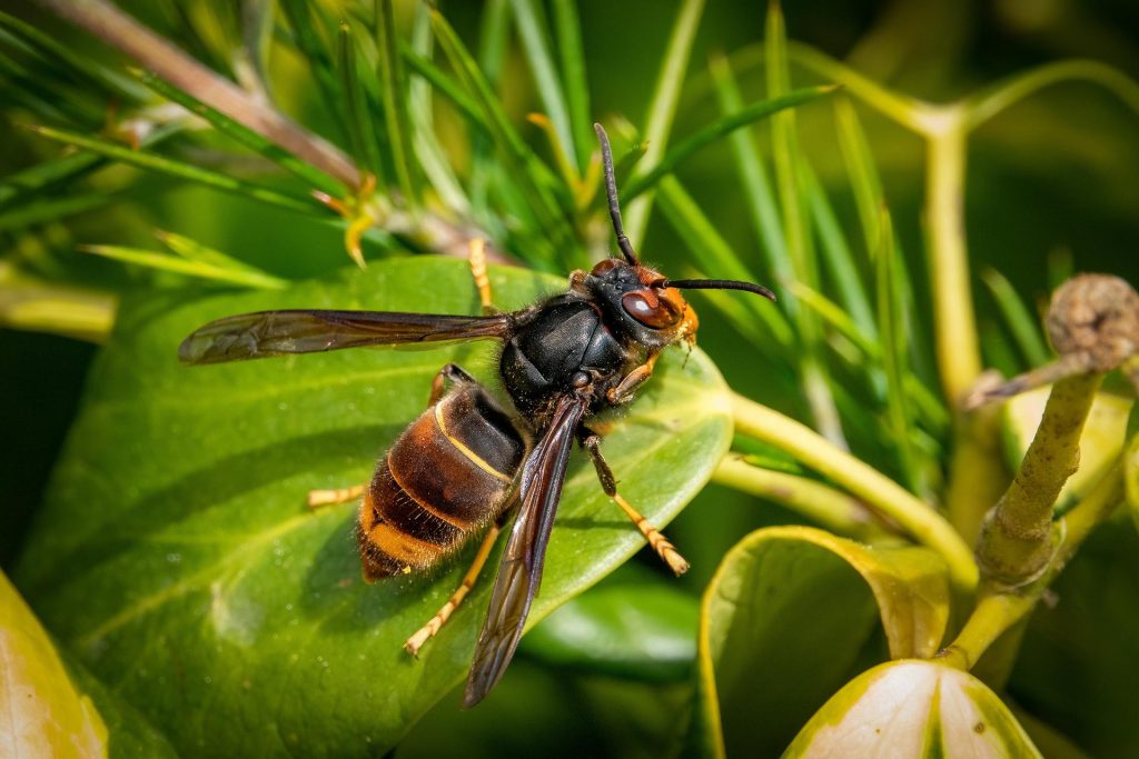 frelon asiatique adobe stock