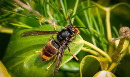 frelon asiatique adobe stock